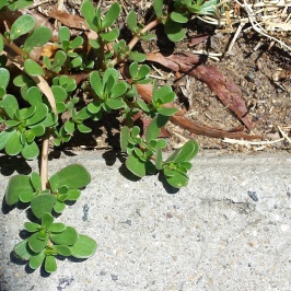 Purslane growing in the nature strip